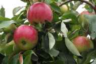 Описание на ябълковото дърво и снимка