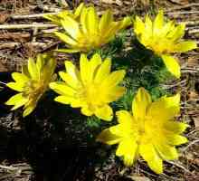 Пролетта на Адонис снимка и описание