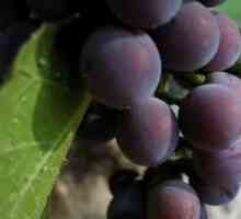 Болести и вредители от грозде
