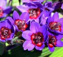 Бабианското цвете е красива украса в колекцията от цветя на закрито