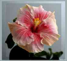 Хибискус цвете