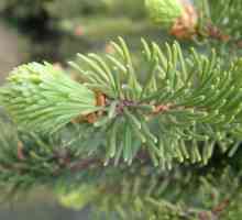 Смит (Picea abies) - Засаждане, култивиране и грижи за бели дървета