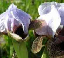 Iris холандски bulbous