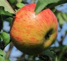 Ябълково дърво Медуника описание, снимка