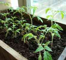Екологичните домати на голяма и здравословна култура