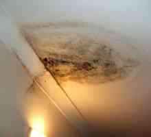 Как да се справим с мухъл и гъбички в апартамента