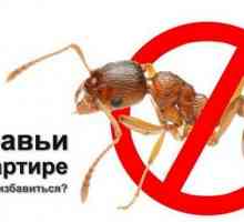 Как да се отървете от мравки в апартамента ефективни и прости методи