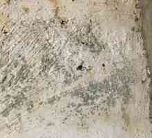 Как да изберем антисептик за защита на бетон от мухъл?