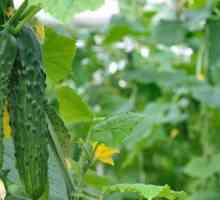 Как да се засадят краставици в кофа и какво за това е необходимо да се подготви