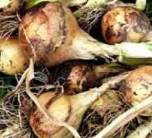 Как да събирате и съхранявате реколта лук през зимата