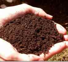 Как да проверите киселинността на почвата?
