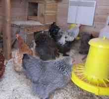 Как да се изгради зимна кокошка за 20 кокошки със собствените си ръце стъпка по стъпка инструкции с…
