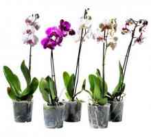 Как да се грижи за орхидея