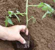 Как да засадим домати в затворена земя