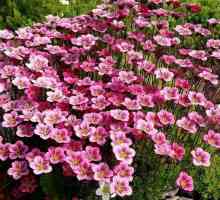 Саксифражът е деликатно цвете с удивително име