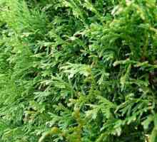 Cypress, снимка, разнообразие