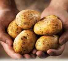 При прибиране на реколтата картофи събиране и съхранение на картофи