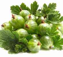 Озеленяване и грижи от цариградско грозде, сортове и полезни свойства