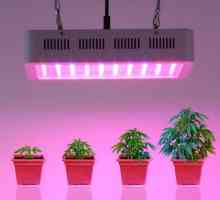 Лампи за растенията как да изберем