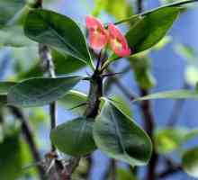 Euphorbia грижа за дома