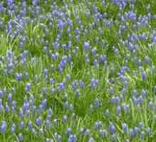Описание на мишката Hyacinth, видове