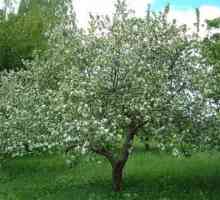 Подрязване на млади ябълкови дървета