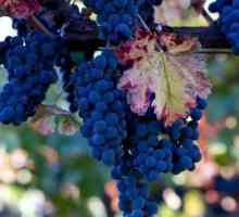 Изрязване на грозде през есента за начинаещи