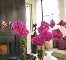 Орхидеите в интериора са елегантни и нежни