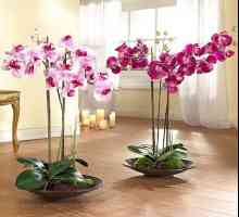 Орхидеи отглеждат, засаждат, грижат