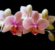 Орхидея как да се грижи правилно за нея у дома? 88 снимки от дизайна!