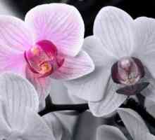 Орхидея отглеждане и грижи