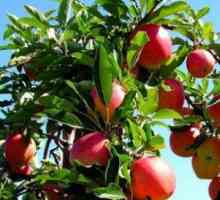 Правила за засаждане на ябълкови дървета