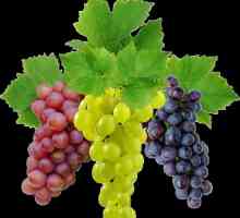 Ваксинация на грозде