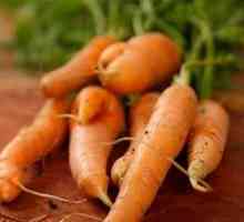 Процесът на отглеждане на моркови