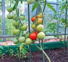 Провеждане на процедурата за горно превръзка на домати в оранжерия