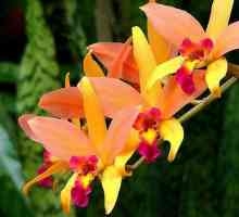 Орхидеи на родината, които се грижат и отглеждат