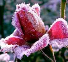Roses подслон за зимата и резитба
