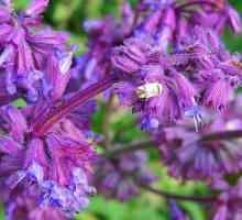 Salvia officinalis и други видове мъдрец