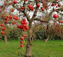 Схема за подрязване на стари ябълкови дървета през есента