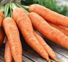 Сортове ранни и сладки моркови