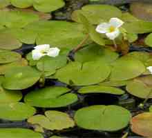 Типично водно растение - акварел
