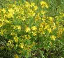 Трева от приложението на жълт кантарион