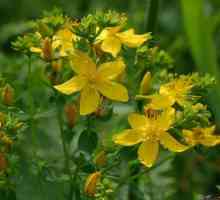 Трева на противопоказанията на жълтия кантарион