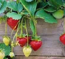 Грижа за ягодите и тяхната обработка по време на плод