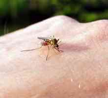 Ухапване от насекоми, опасност и профилактика