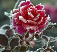 Варианти на зимен подслон на рози