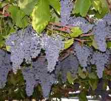 Технология на гроздето за отглеждане на грозде