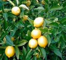 Отглеждане на лимон у дома или в крайградската зона