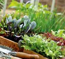 Отглеждане на лечебни растения и билки