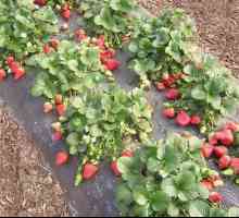 Отглеждане на градински ягоди от семена